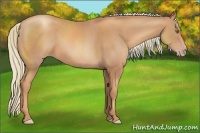 Horse Color:Gold Champagne 