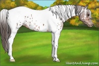 Horse Color:Bay Tobiano Appaloosa 