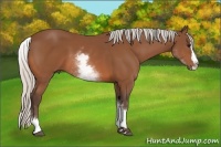 Horse Color:White Spotted Silver Bay Splash 