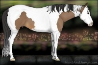 Horse Color:Buckskin Splash Tobiano 