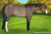 Horse Color:Brown Dun Rabicano 