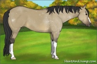 Horse Color:Buckskin Dun
