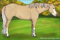 Horse Color:Palomino Dun Splash