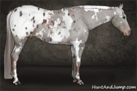 Horse Color:White Spotted Liver Chestnut Appaloosa 