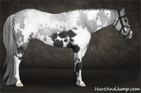Horse Color:White Spotted Black 