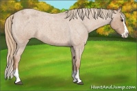 Horse Color:Red Roan Splash Appaloosa 