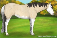 Horse Color:Buckskin Roan Dun Splash