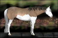 Horse Color:Buckskin Splash Rabicano 