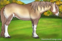 Horse Color:Palomino Onyx