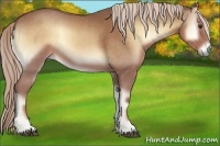 Horse Color:Palomino Onyx 