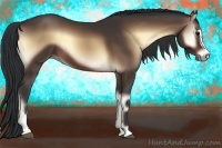Horse Color:Bay Onyx Sabino 