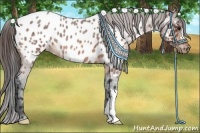 Horse Color:Bay Roan Appaloosa 