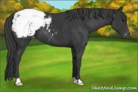 Horse Color:Black Appaloosa
