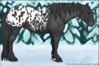 Horse Color:Black Appaloosa 