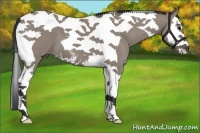 Horse Color:Grullo Sabino Splash Tobiano 