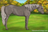 Horse Color:Silver Black 