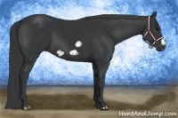 Horse Color:Black Frame 