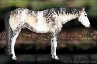 Horse Color:White Spotted Bay Onyx 