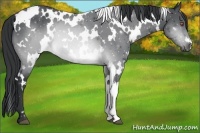 Horse Color:White Spotted Brown Chinchilla Rabicano 