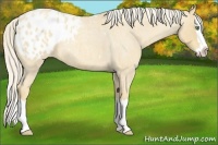 Horse Color:Gold Cream Champagne Roan Splash Appaloosa 