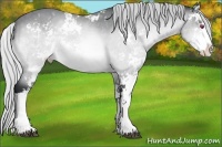 Horse Color:Silver Bay Chinchilla Sabino 