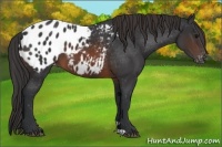 Horse Color:Brown Appaloosa