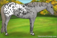 Horse Color:Smoky Black Appaloosa 