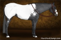 Horse Color:Black Appaloosa
