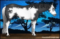 Horse Color:Black Splash Frame