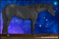 Horse Color:Black 