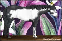 Horse Color:Black Frame 