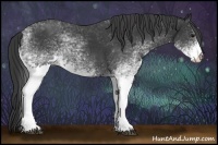 Horse Color:White Spotted Black