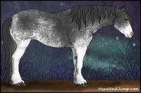 Horse Color:White Spotted Black