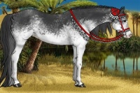 Horse Color:White Spotted Black