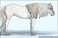 Horse Color:Smoky Creme Sabino and Smoky Creme Sabino