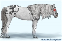 Horse Color:Black Appaloosa