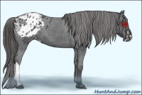 Horse Color:Black Appaloosa