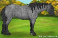 Horse Color:Blue Roan 