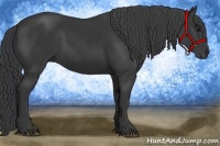 Horse Color:Black 