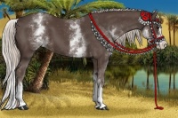 Horse Color:White Spotted Silver Black Splash 