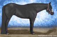 Horse Color:Black 