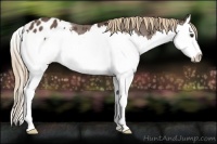 Horse Color:Liver Chestnut Splash Appaloosa Rabicano 