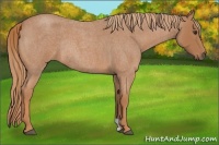 Horse Color:Red Roan Rabicano 