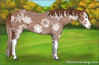 Horse Color:Chestnut Ice Splash 