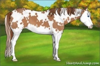 Horse Color:White Spotted Chestnut Splash