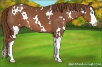 Horse Color:White Spotted Chestnut Splash 