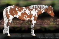 Horse Color:White Spotted Silver Bay 
