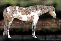 Horse Color:White Spotted Buckskin Frame Appaloosa 