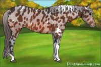 Horse Color:White Spotted Bay Tobiano Appaloosa 