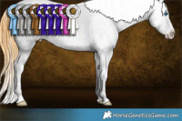 Horse Color:White Spotted Buckskin Frame Varnish 